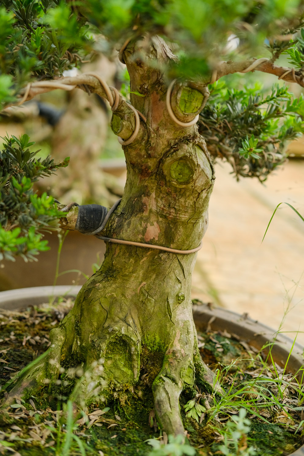 酒瓶制作盆景的办法