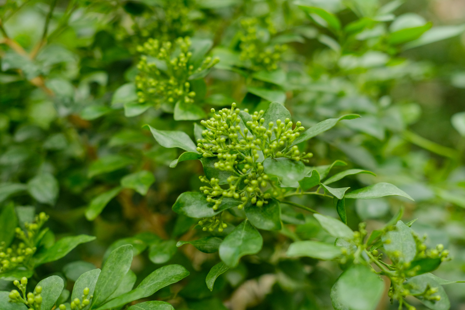 酒瓶制作盆景的办法