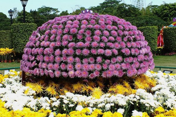 大立菊盆景制作办法