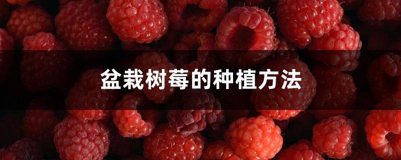 盆栽树莓的种植办法