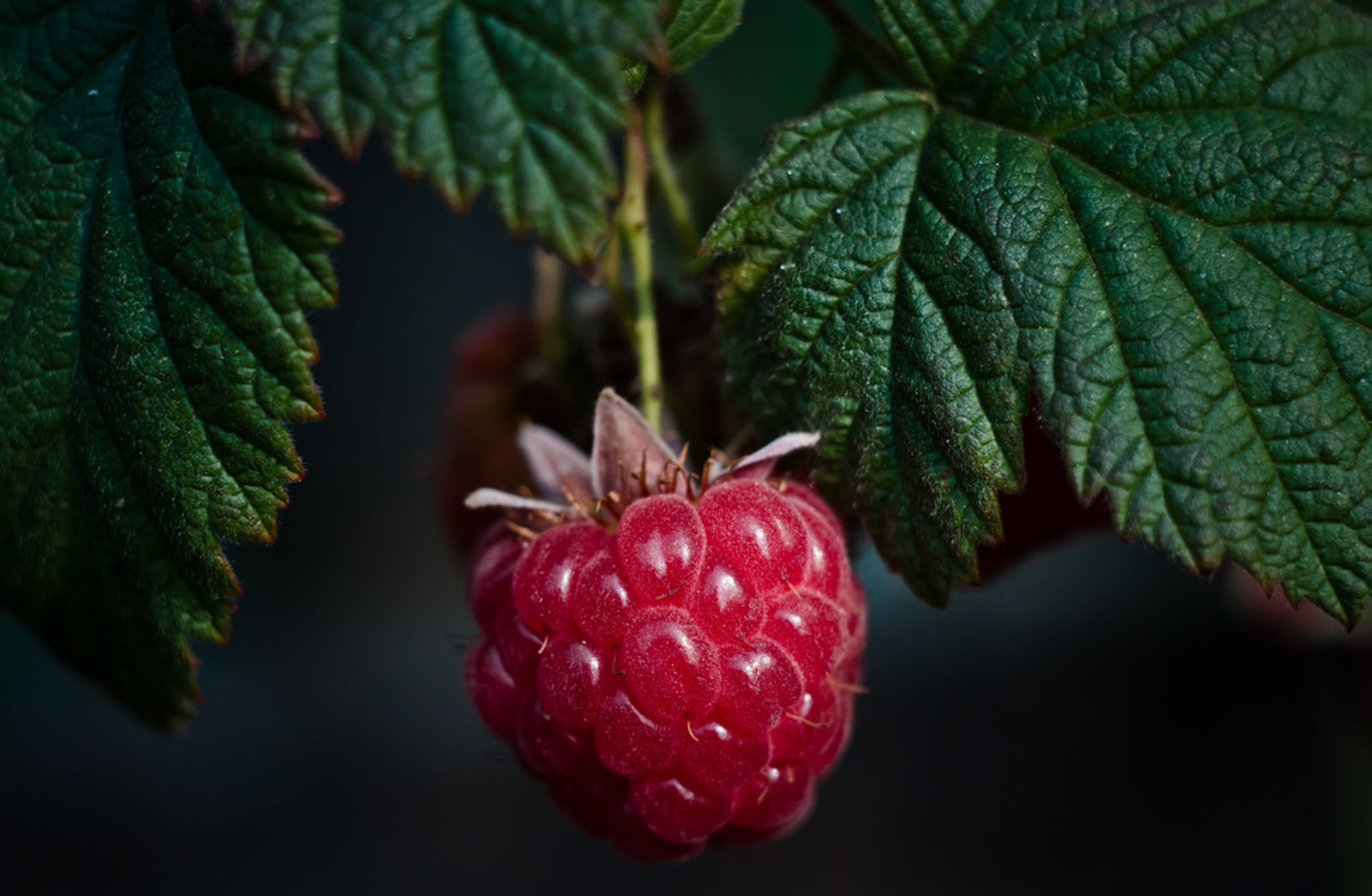 盆栽树莓的种植办法