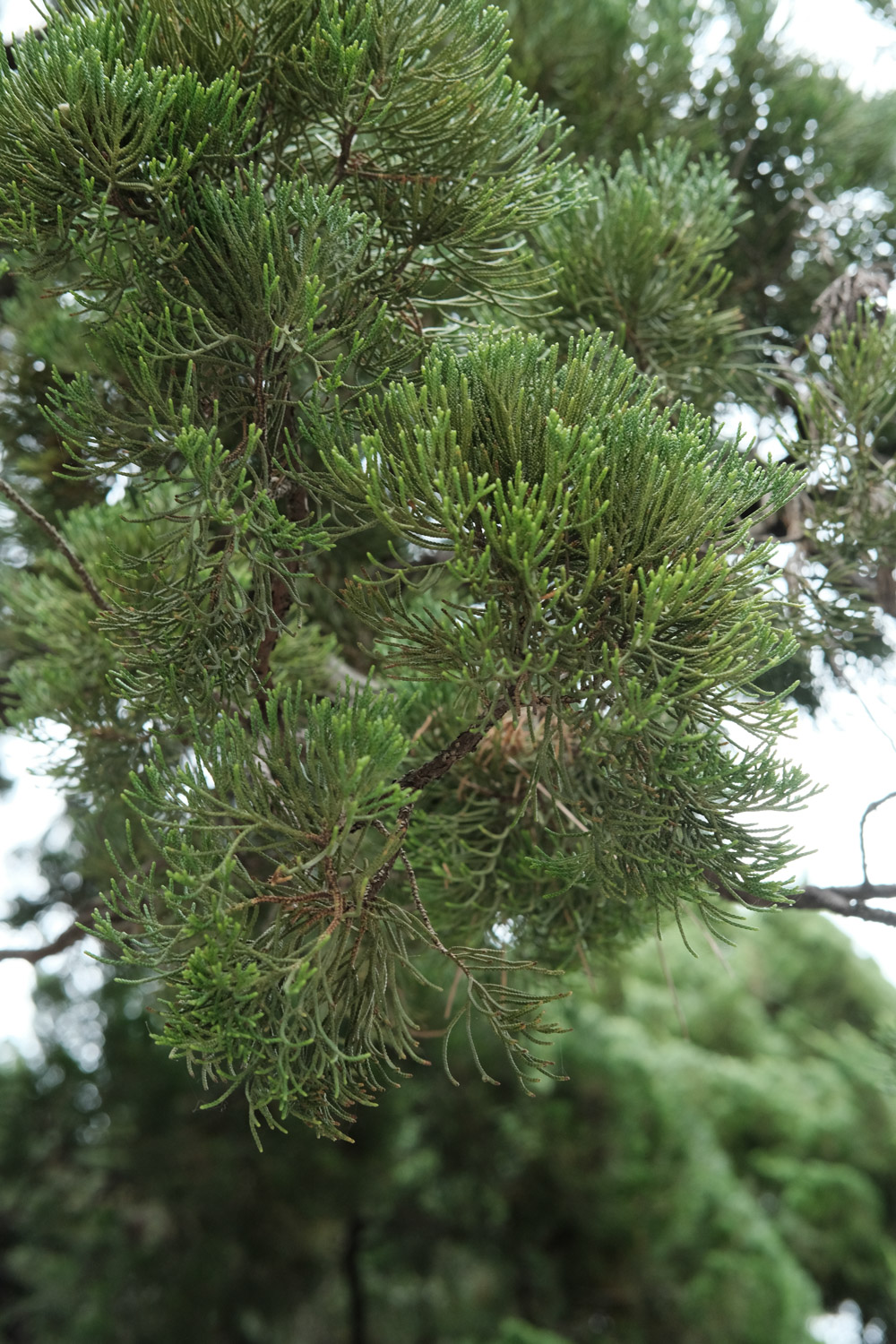 龙柏盆景的养护造型