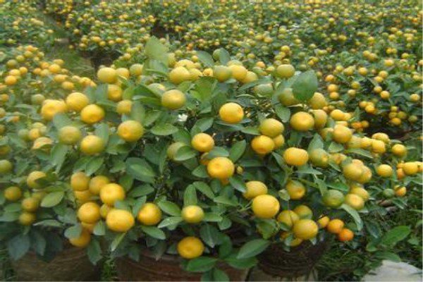 四季桔盆景如何制作？