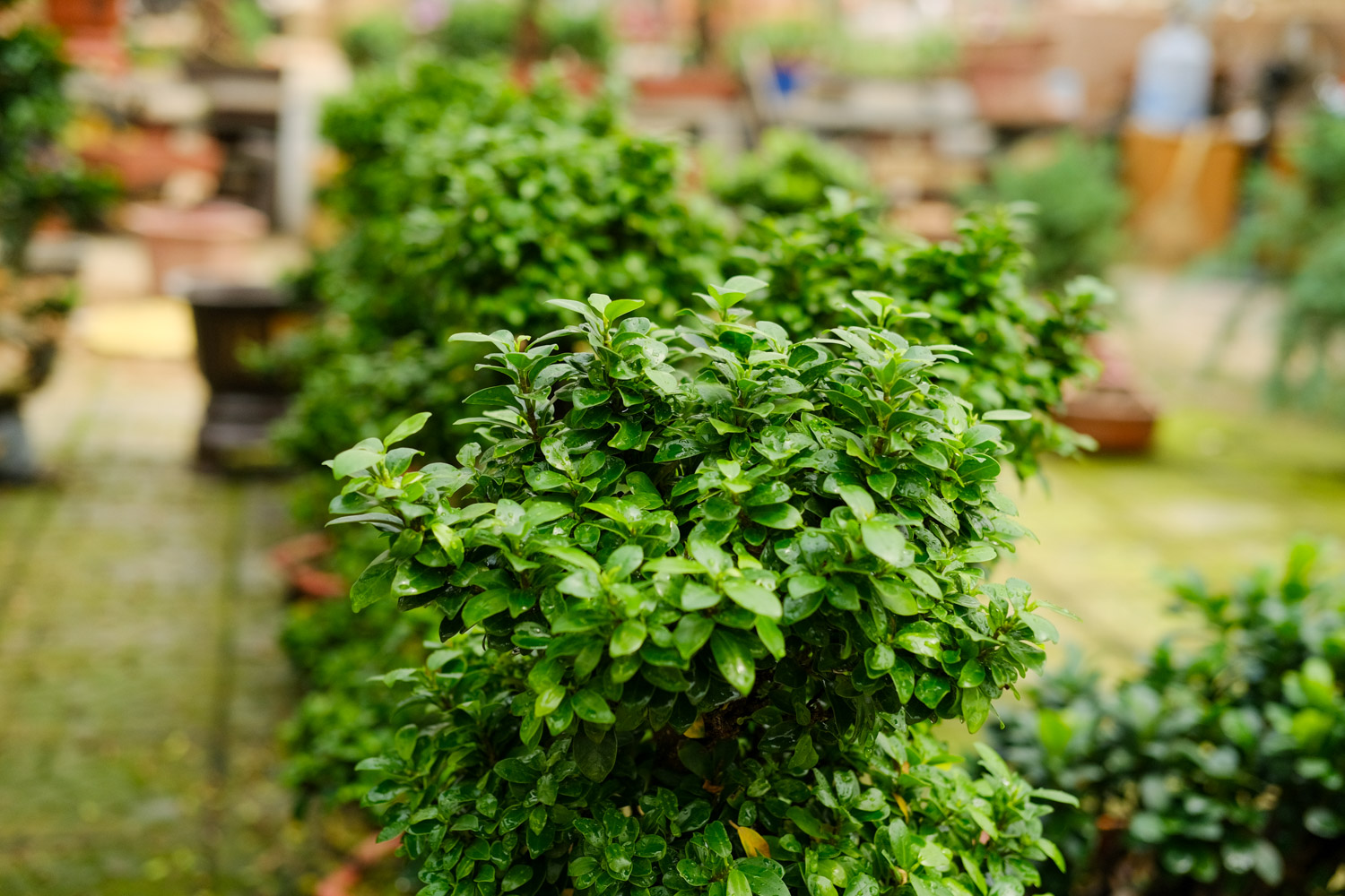 什么树桩做盆景最好？学会这三点！