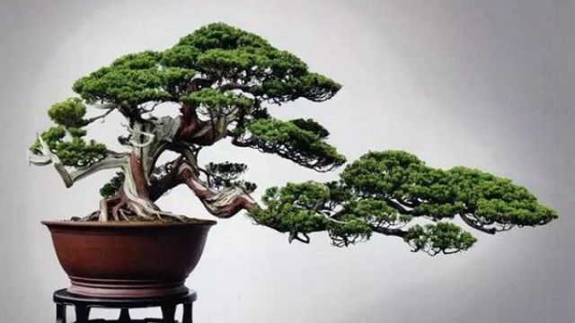 真柏盆景修剪办法