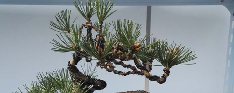 黑松盆景如何制作