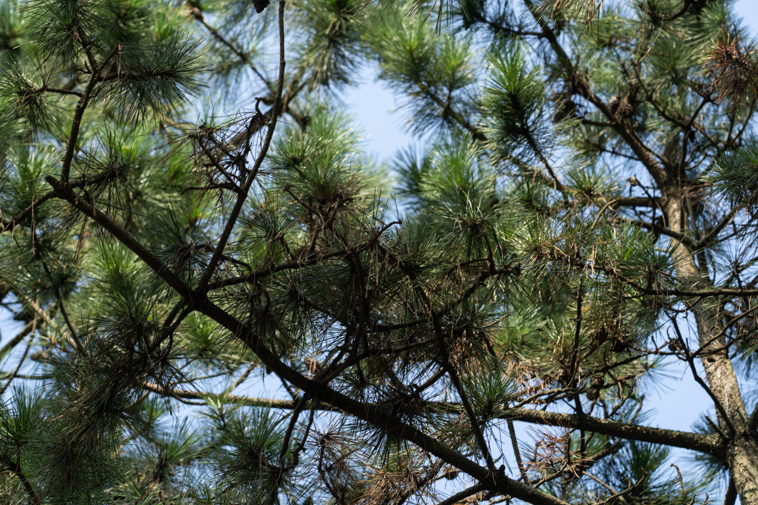 黑松盆景如何制作