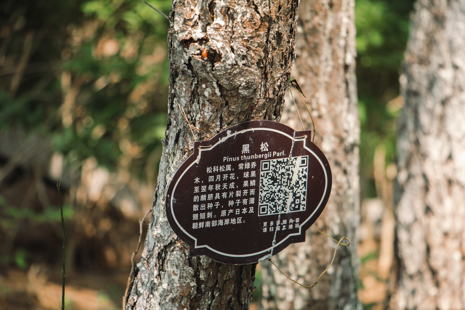 黑松盆景如何制作