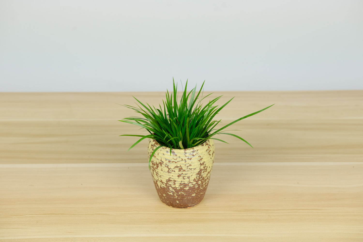 菖蒲盆景如何过冬？