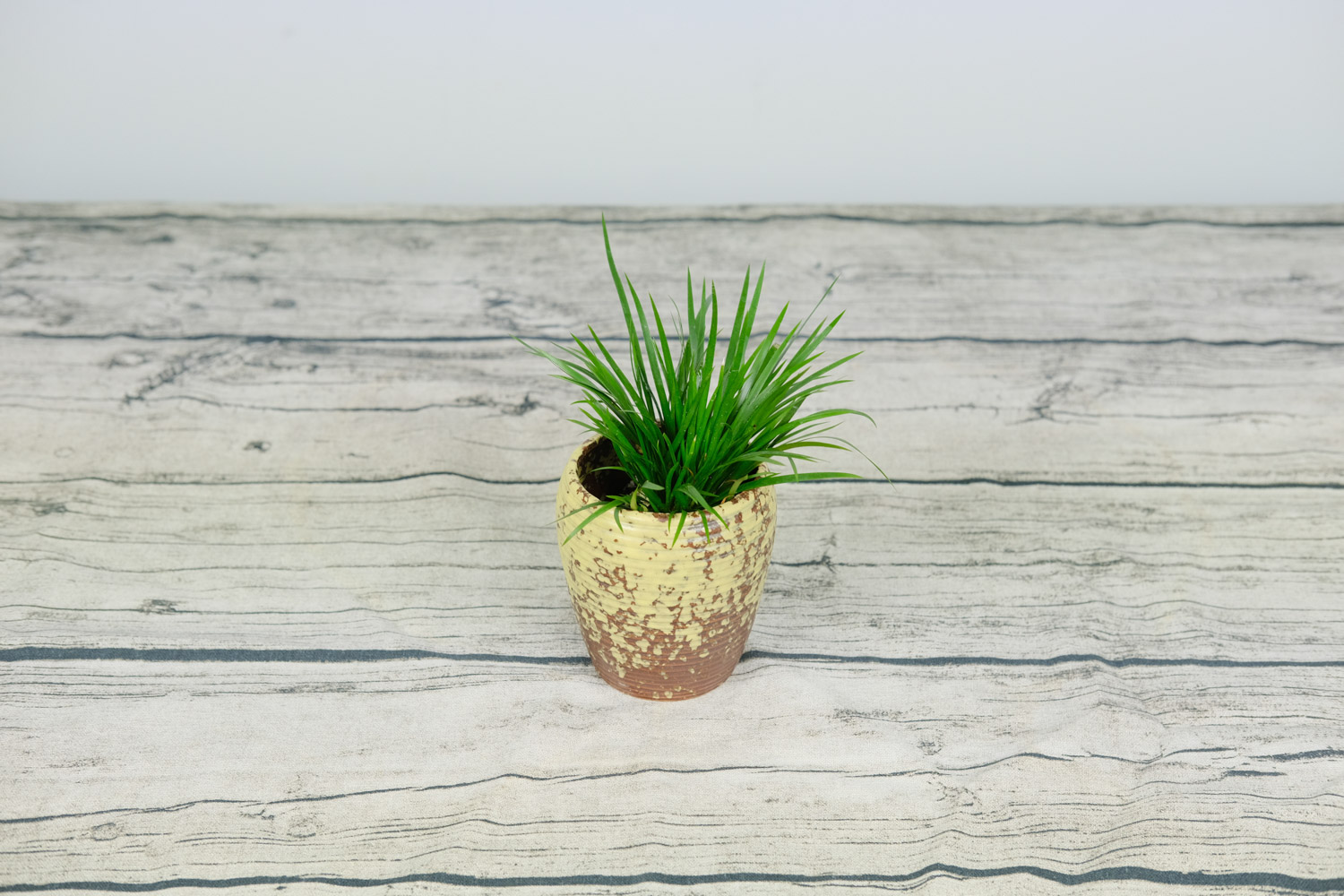 菖蒲盆景如何过冬？