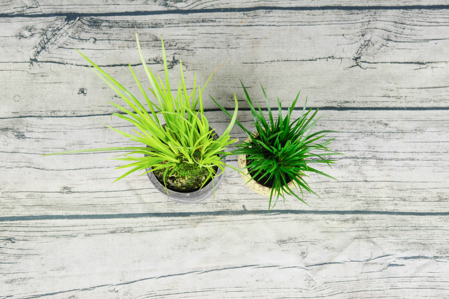 菖蒲盆景如何过冬？