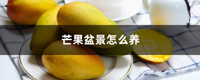 芒果盆景如何养