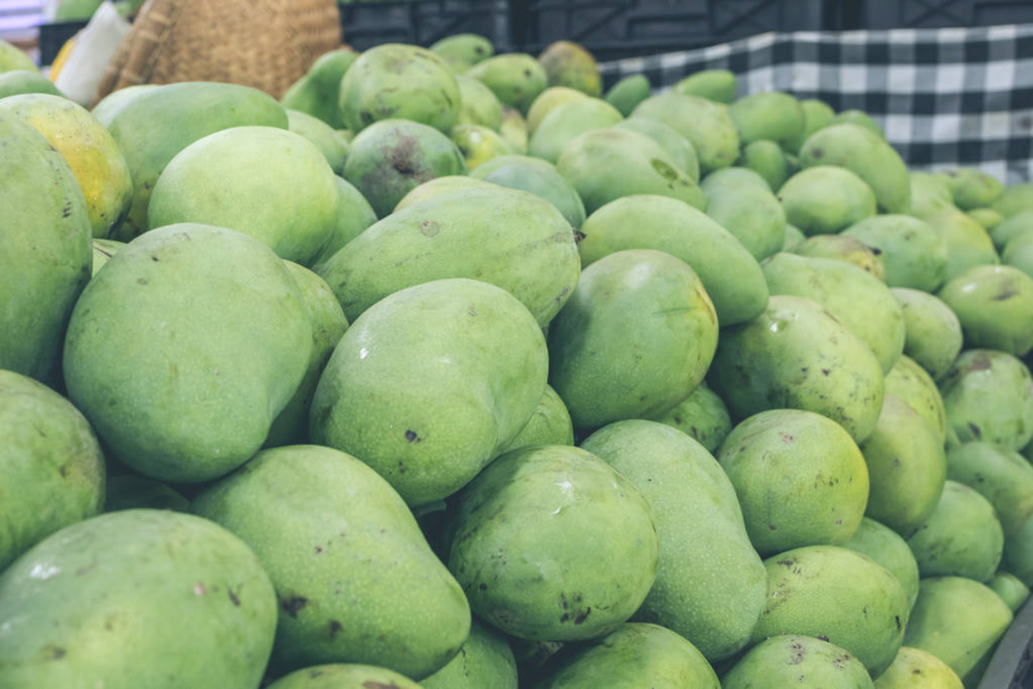 芒果盆景如何养