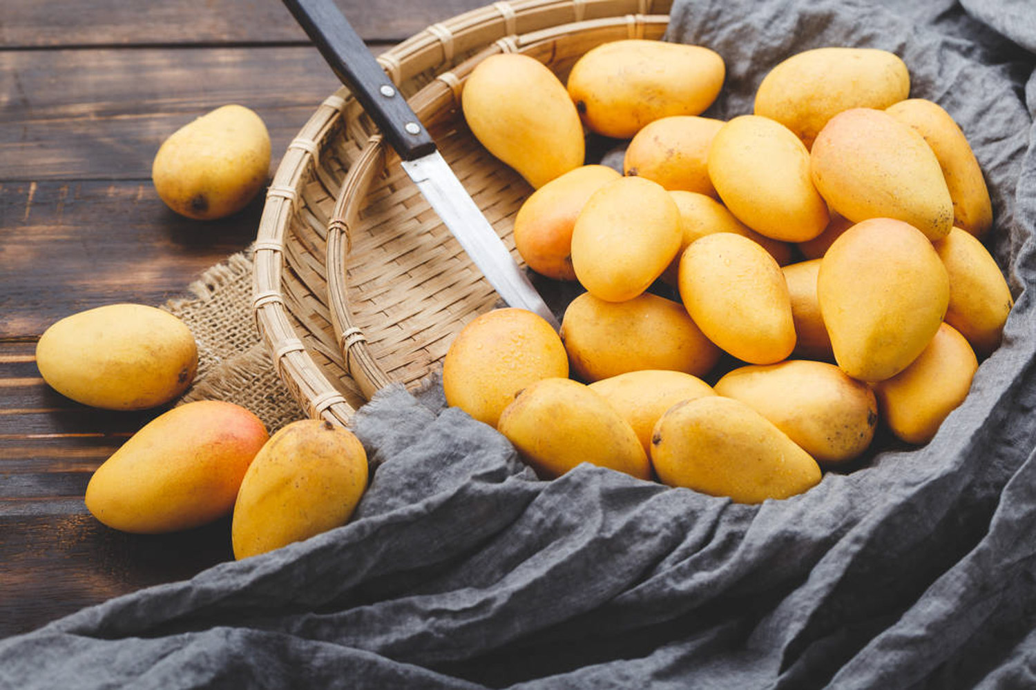 芒果盆景如何养