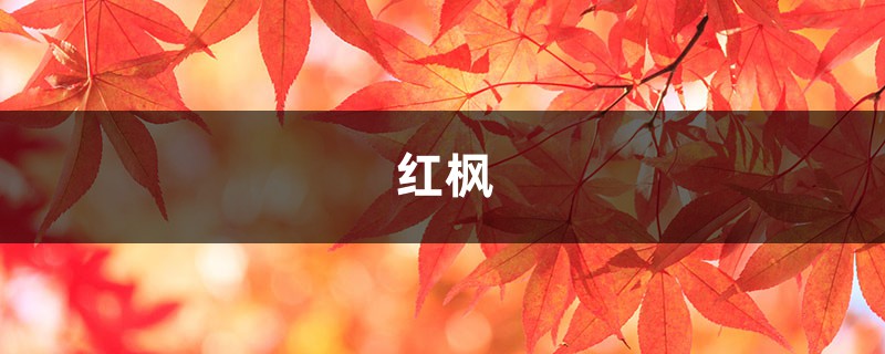 红枫盆景如何摘叶，这样做观赏性超高！