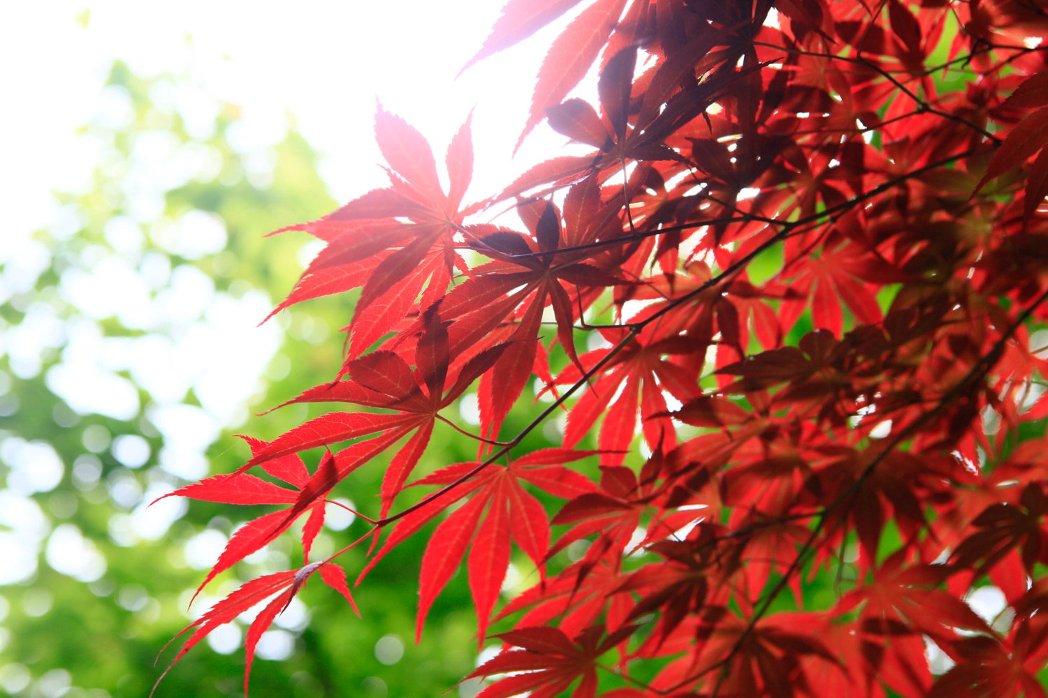 红枫盆景如何摘叶，这样做观赏性超高！
