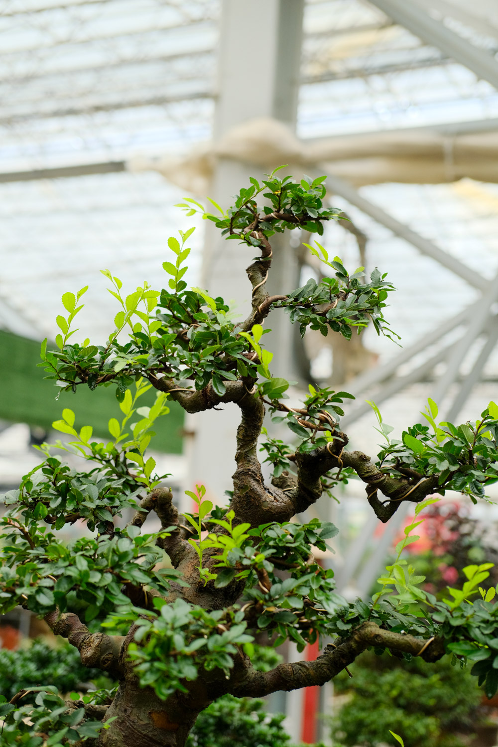 榆树盆景如何过冬