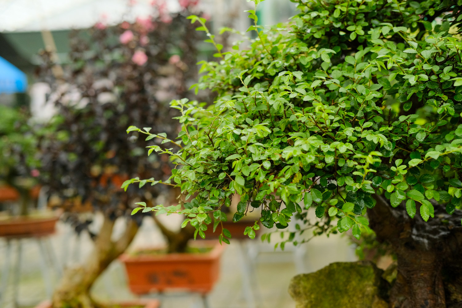 榆树盆景如何过冬