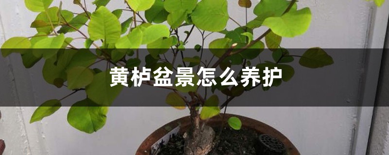 黄栌盆景如何养护