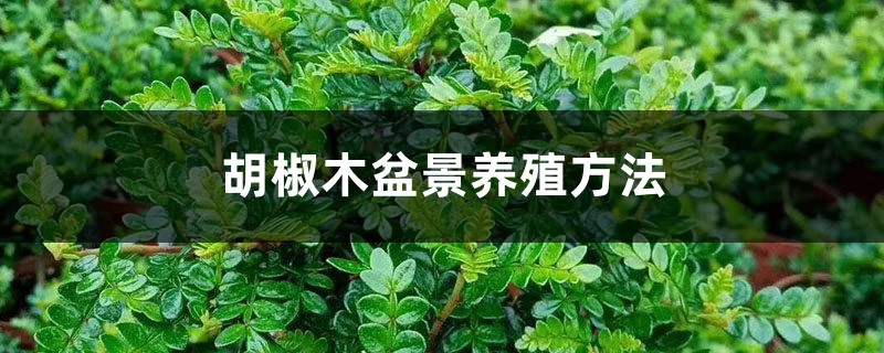 胡椒木盆景养殖办法
