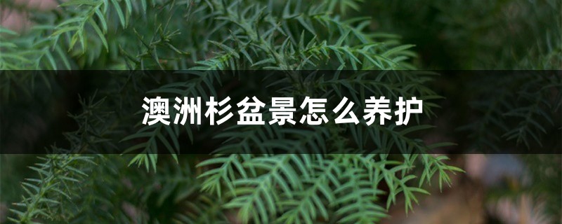 澳洲杉盆景如何养护