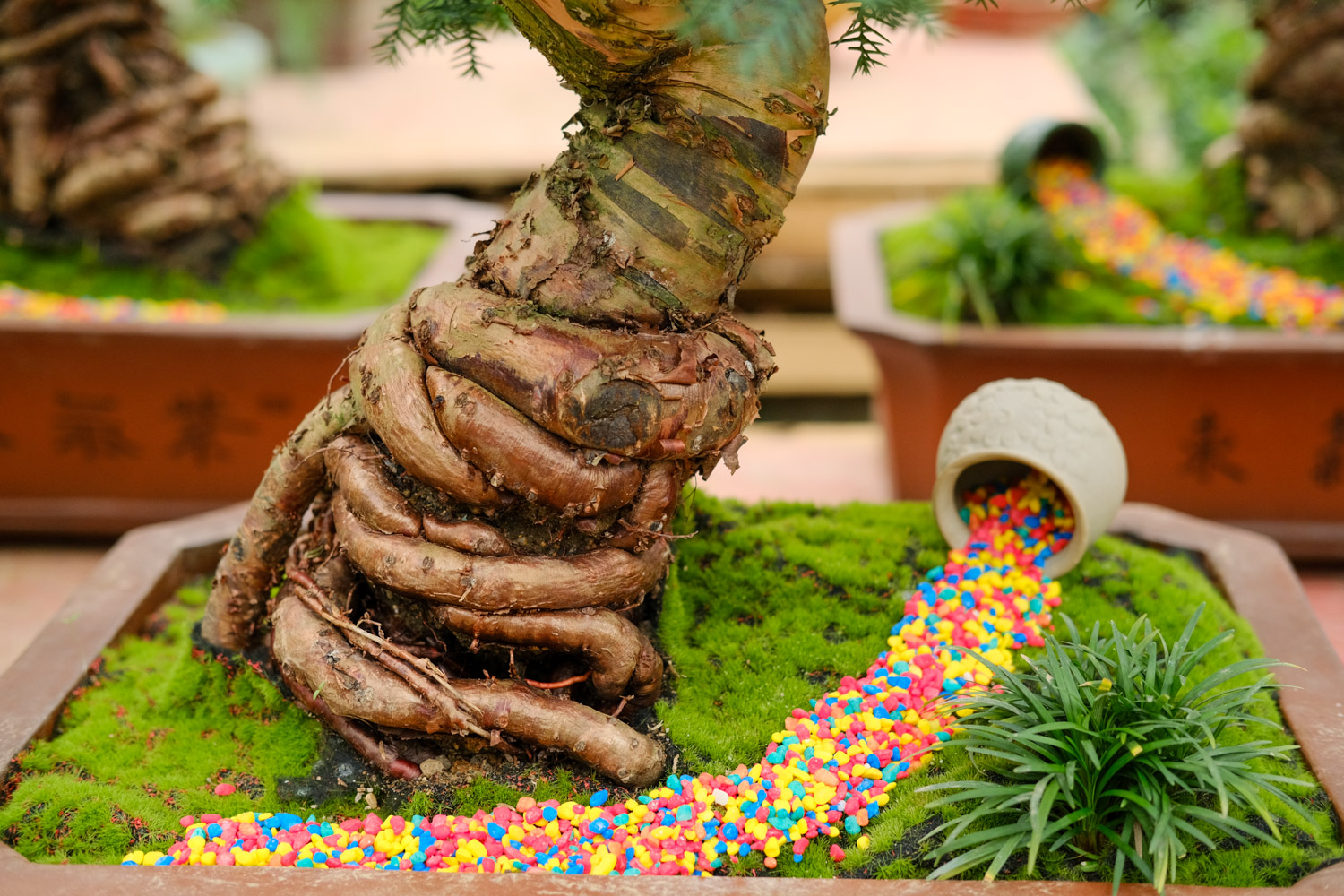 澳洲杉盆景如何养护