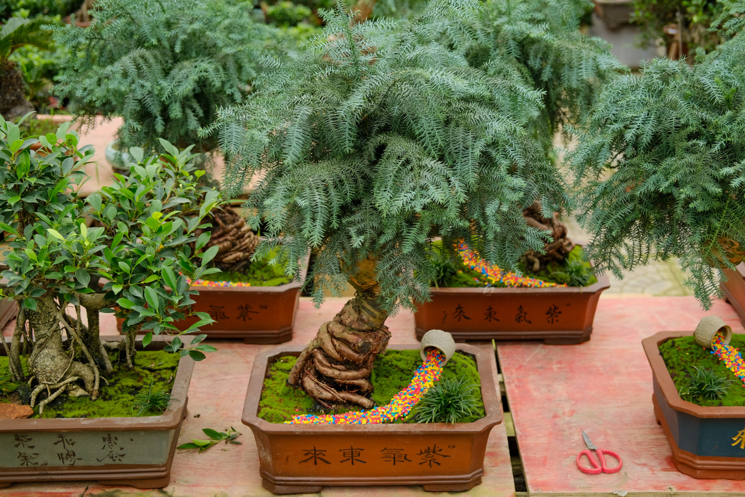 澳洲杉盆景如何养护