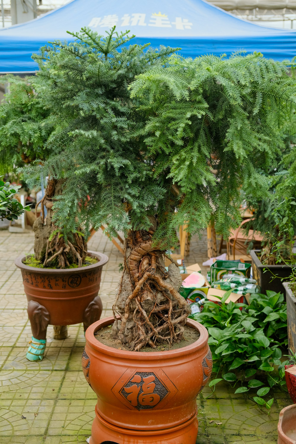 澳洲杉盆景如何养护