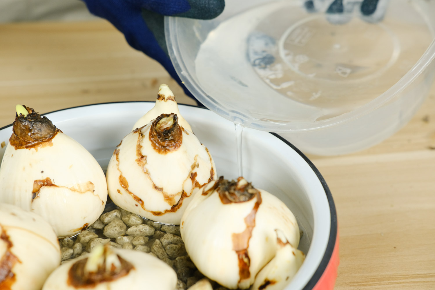 微型水仙盆景如何制作，只需5步轻松搞定！