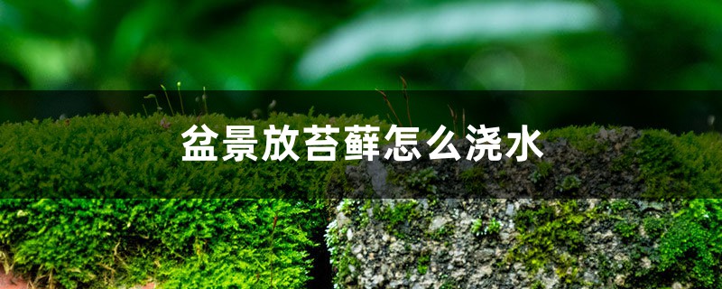 盆景放苔藓如何浇水