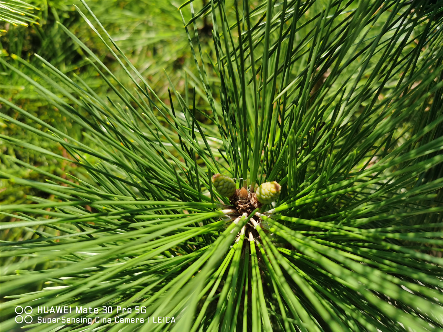 松树盆景的常见种类