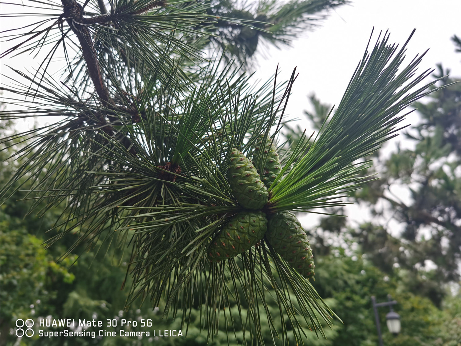 松树盆景如何养护