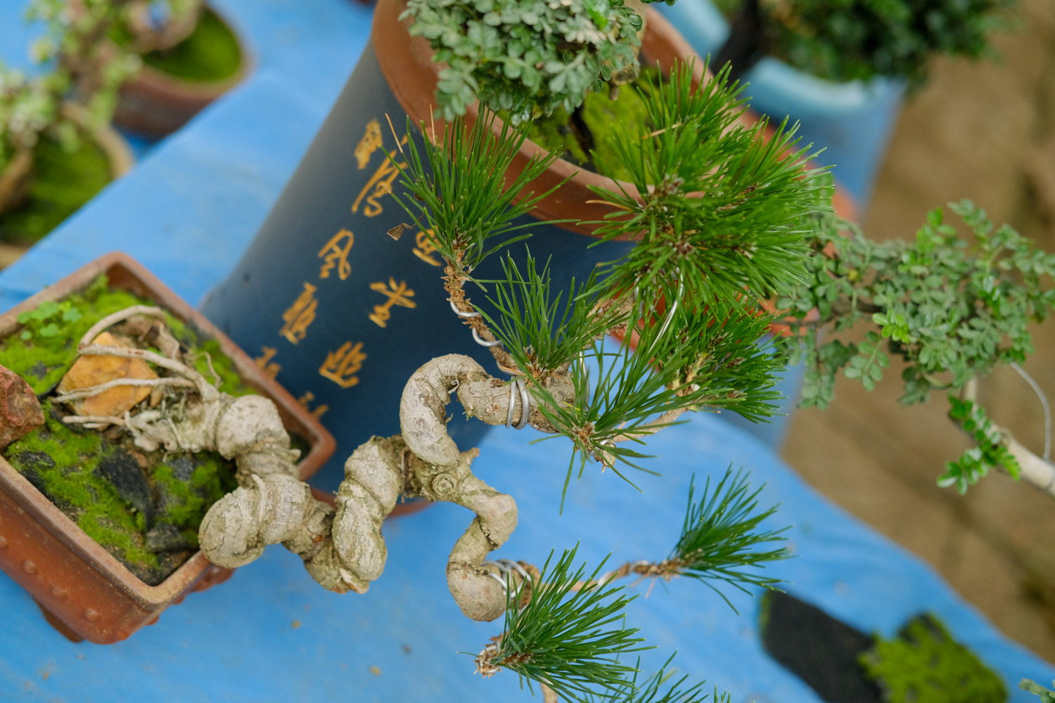 松树盆景如何养护