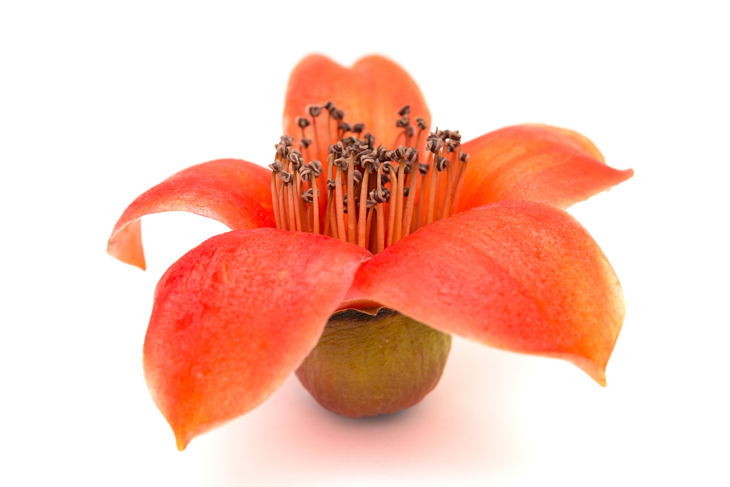 如何培养木棉盆景