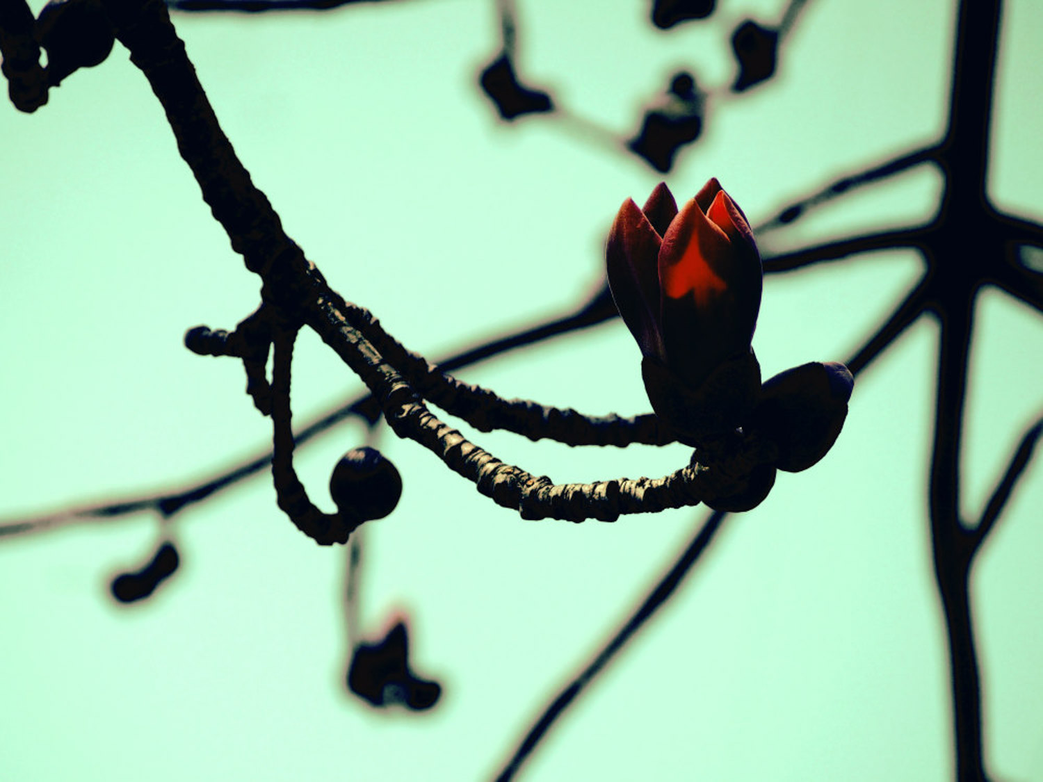 如何培养木棉盆景