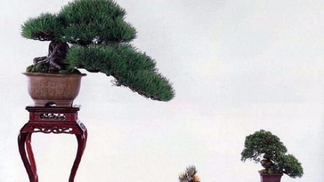 黑松盆景的养护办法