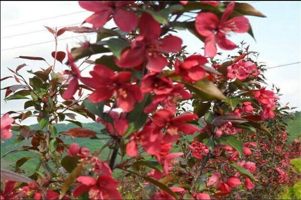 木瓜海棠如何制作盆景