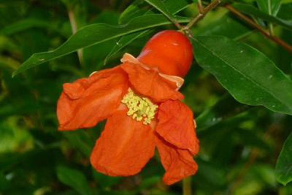 月季石榴盆栽如何制作