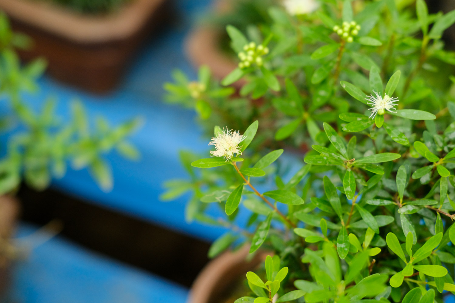 老外也喜欢中国盆景，竟给养成这样，看傻眼了...