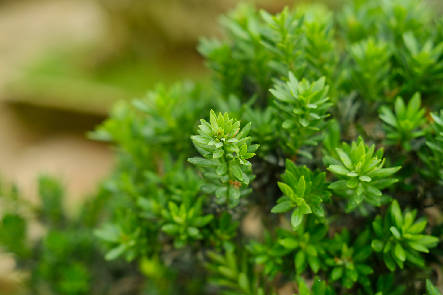 老外也喜欢中国盆景，竟给养成这样，看傻眼了...