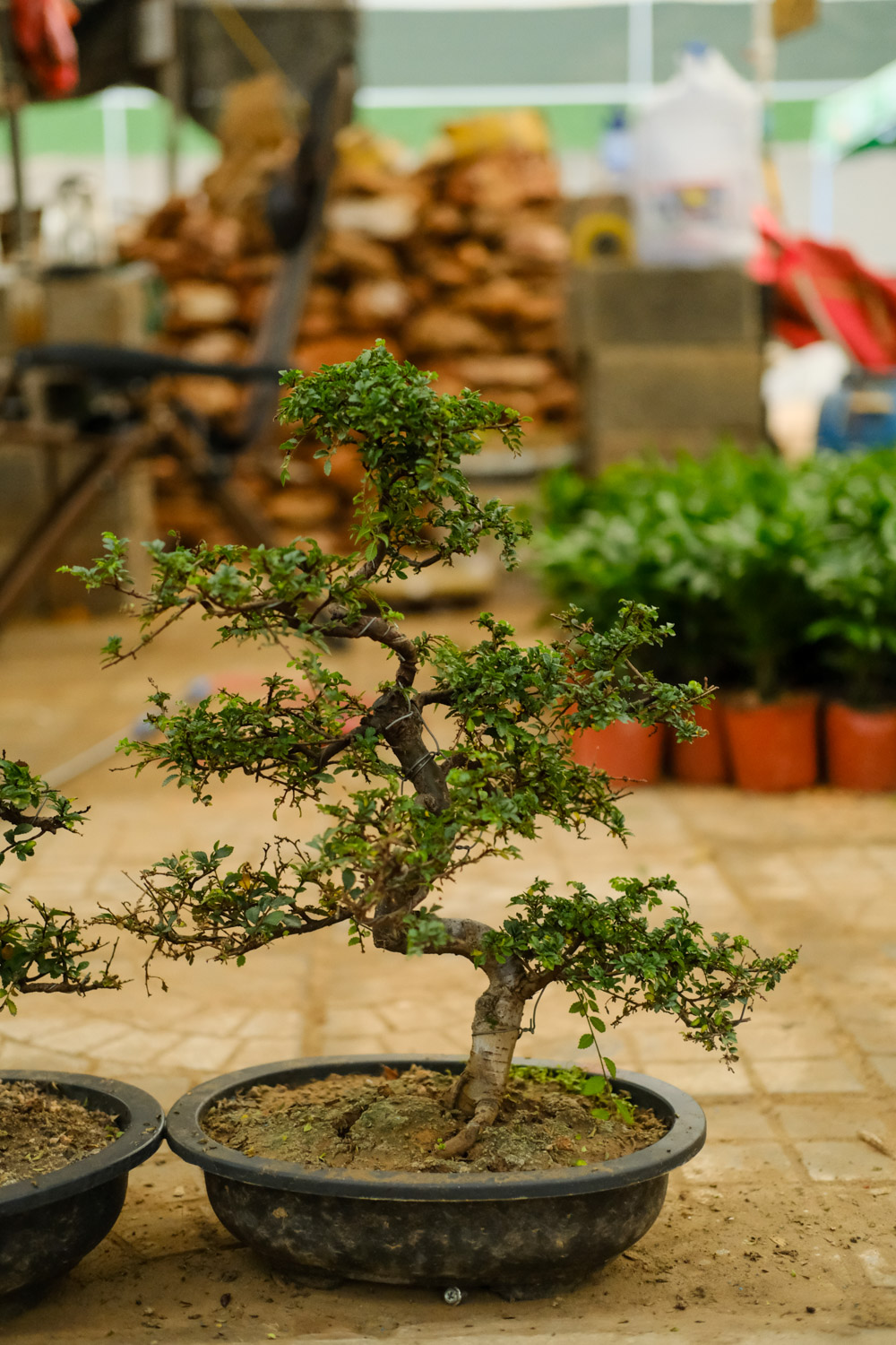 老外也喜欢中国盆景，竟给养成这样，看傻眼了...