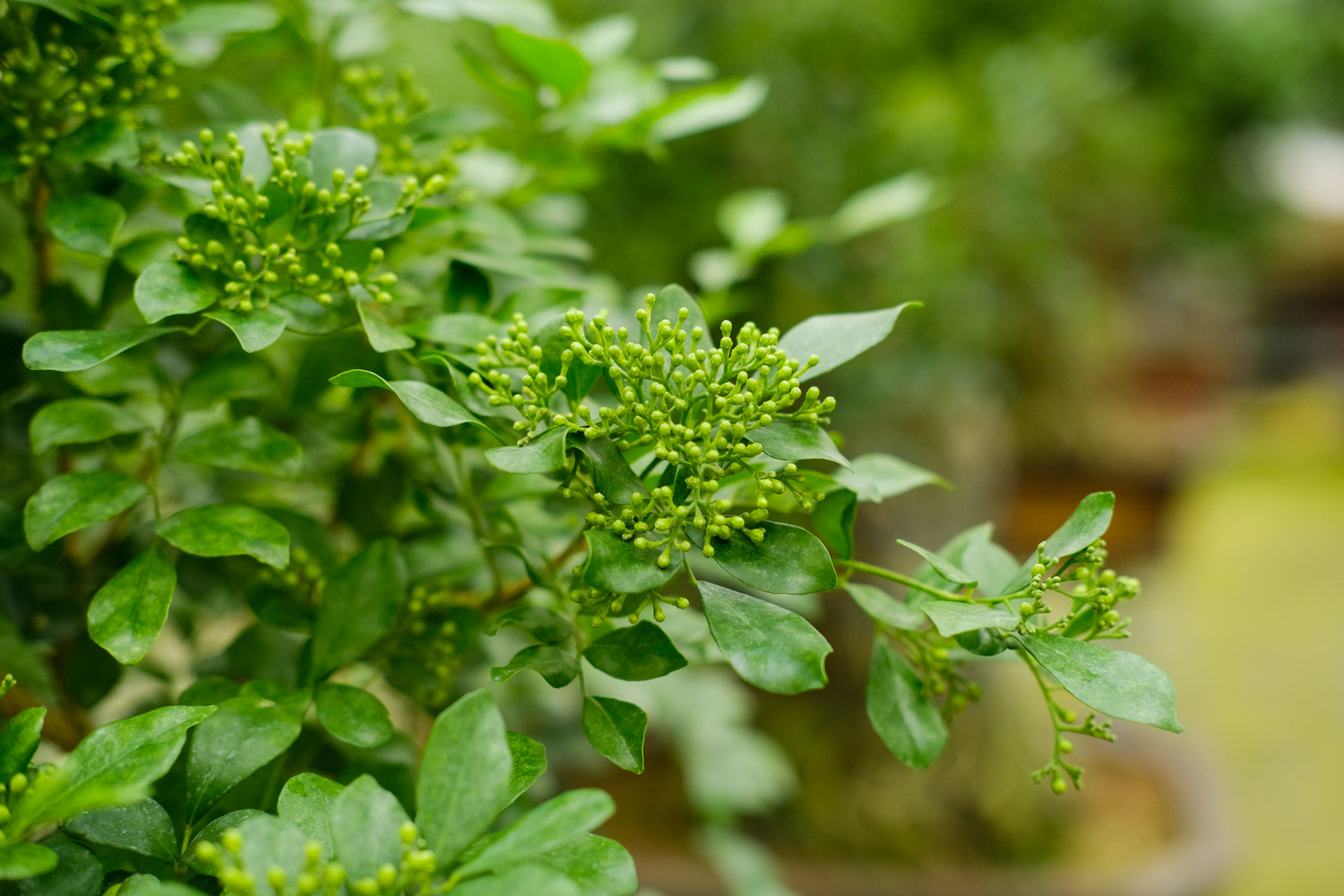 老外也喜欢中国盆景，竟给养成这样，看傻眼了...
