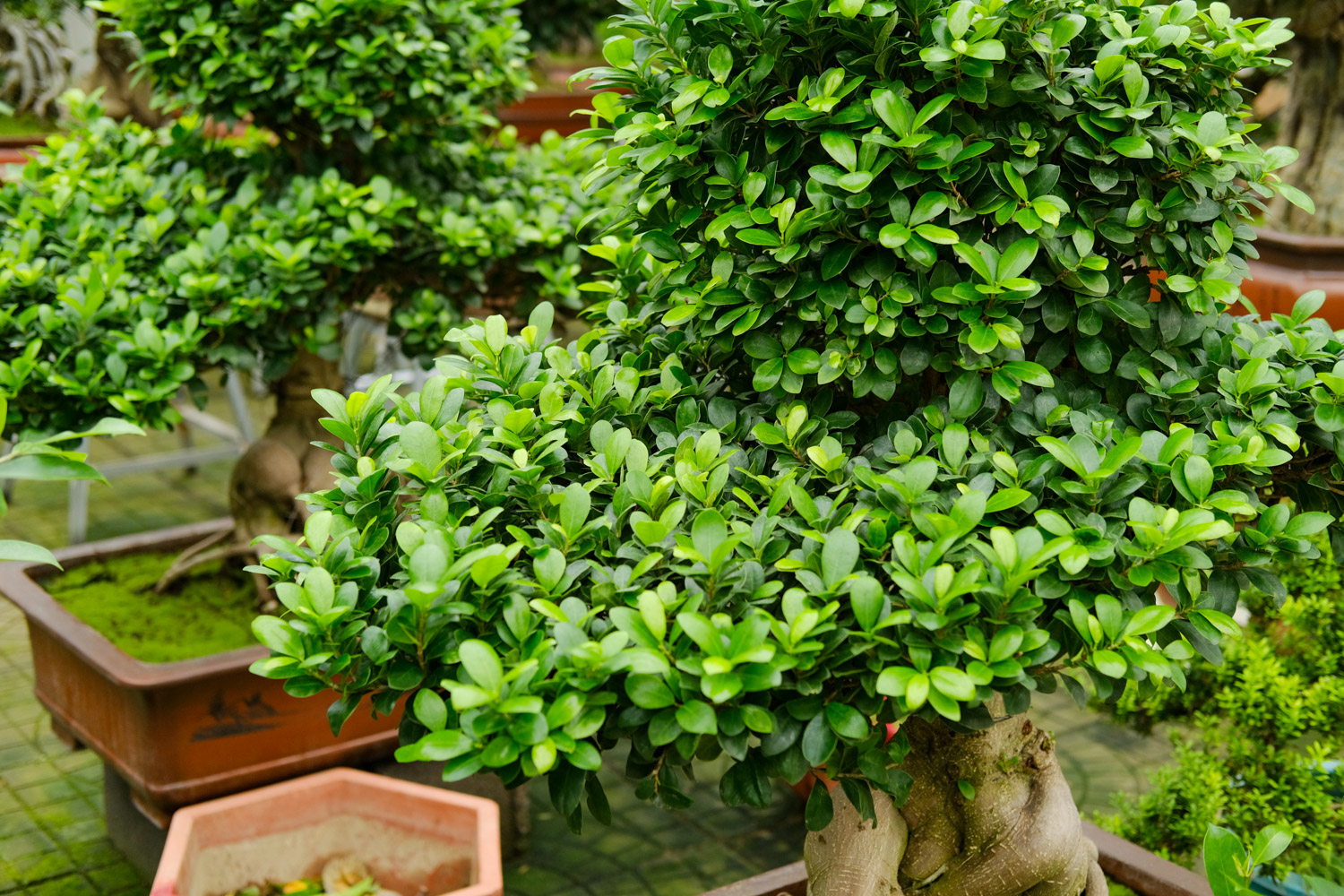 老外也喜欢中国盆景，竟给养成这样，看傻眼了...