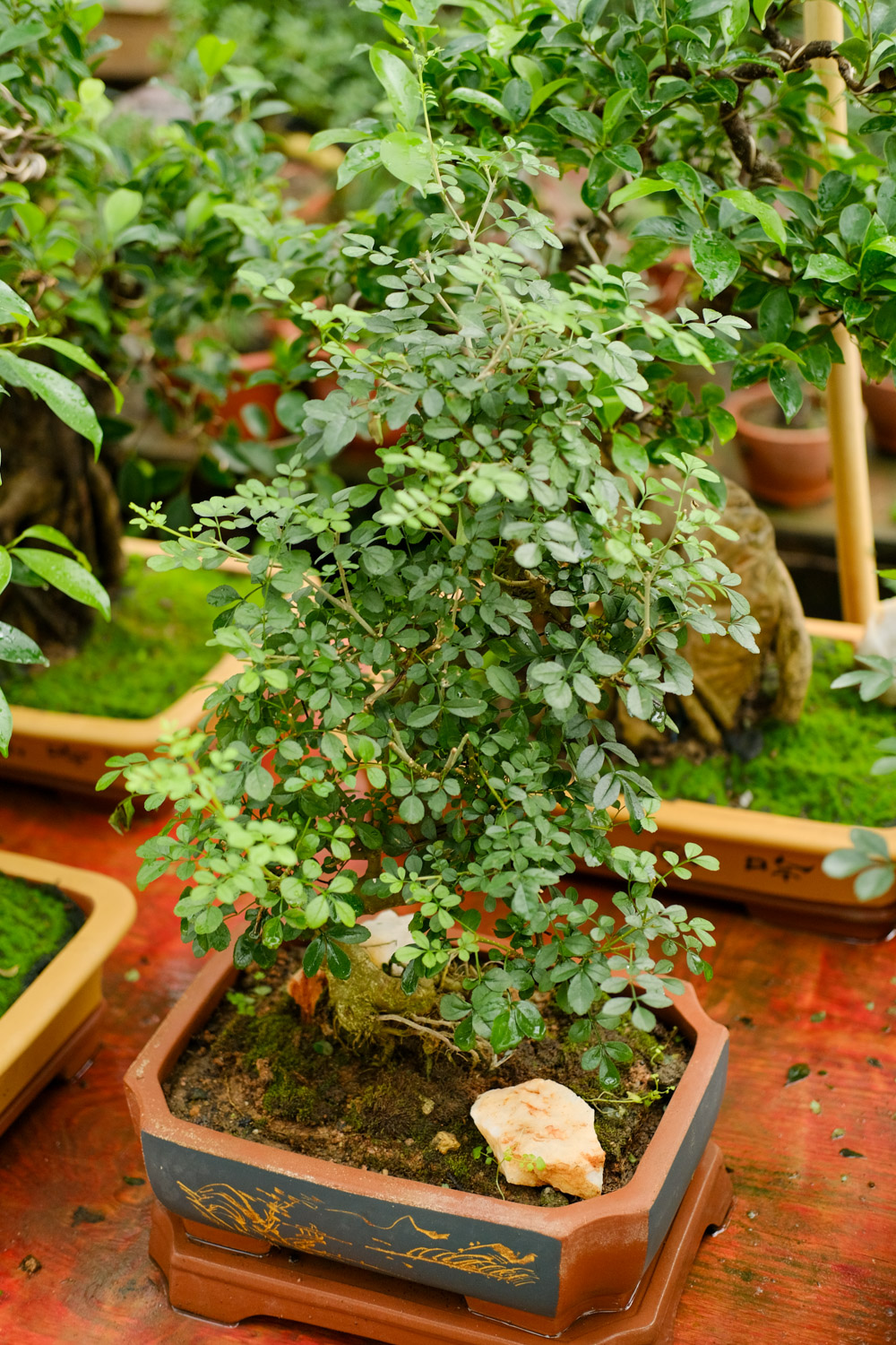 老外也喜欢中国盆景，竟给养成这样，看傻眼了...