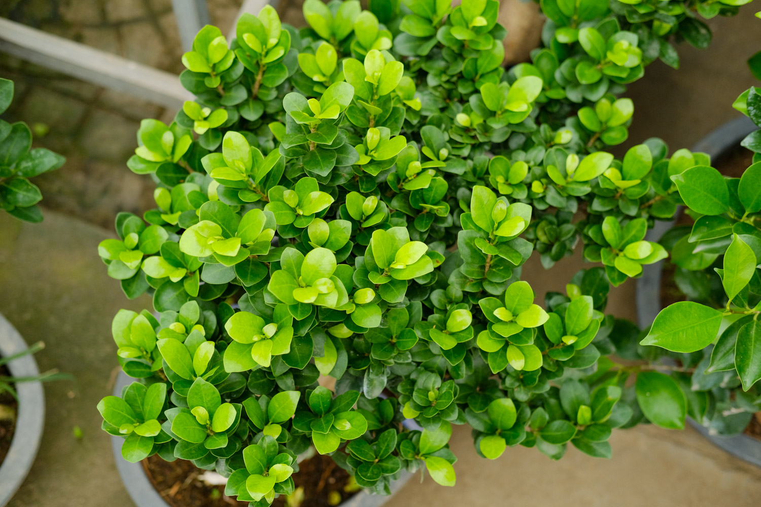 老外也喜欢中国盆景，竟给养成这样，看傻眼了...