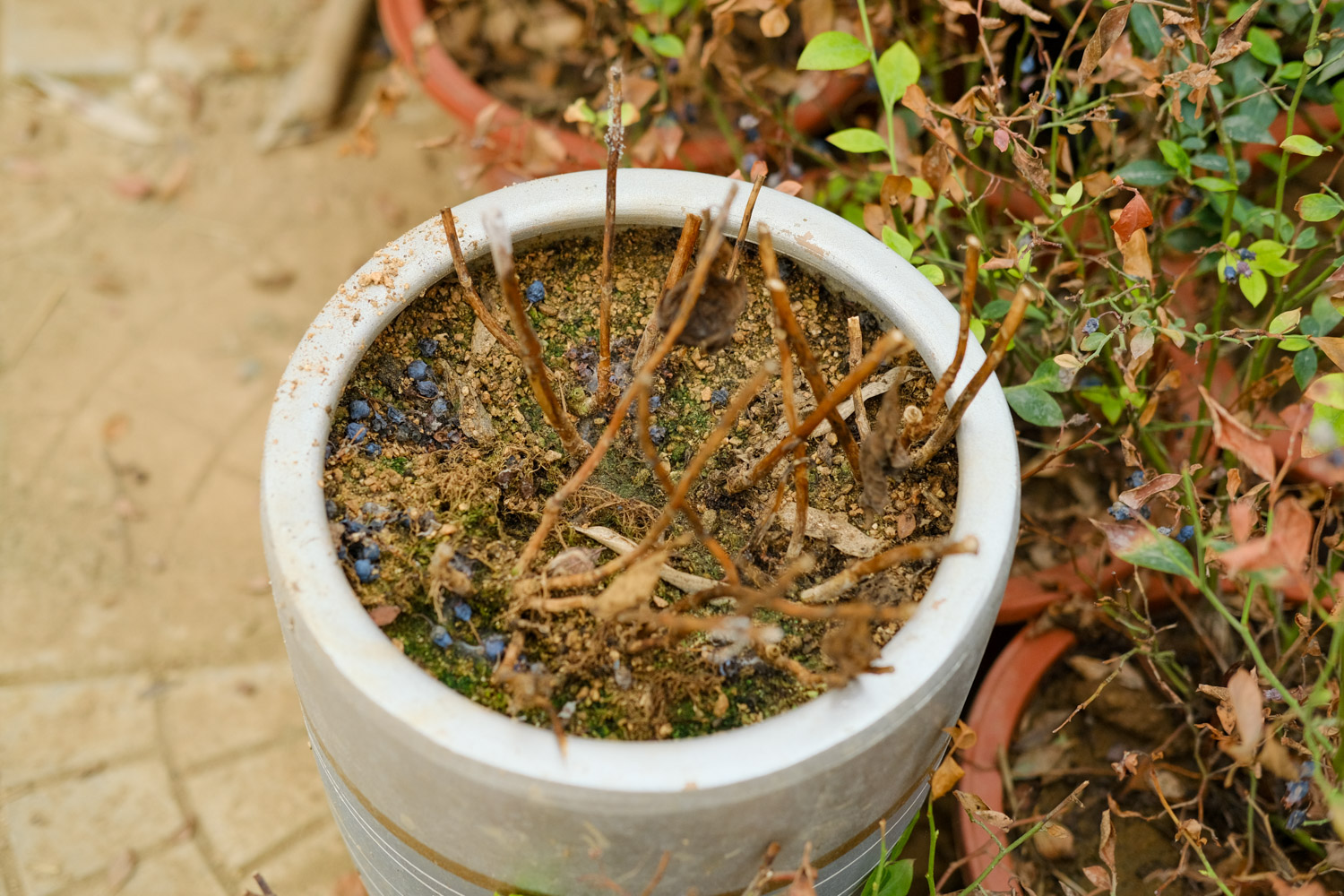 老外也喜欢中国盆景，竟给养成这样，看傻眼了...