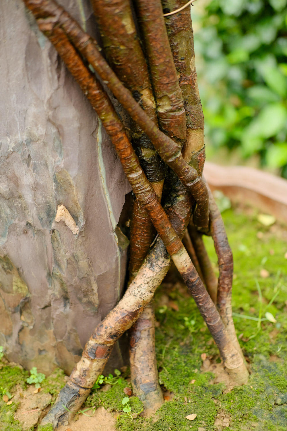 老外也喜欢中国盆景，竟给养成这样，看傻眼了...