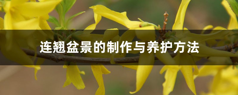 连翘盆景的制作与养护办法