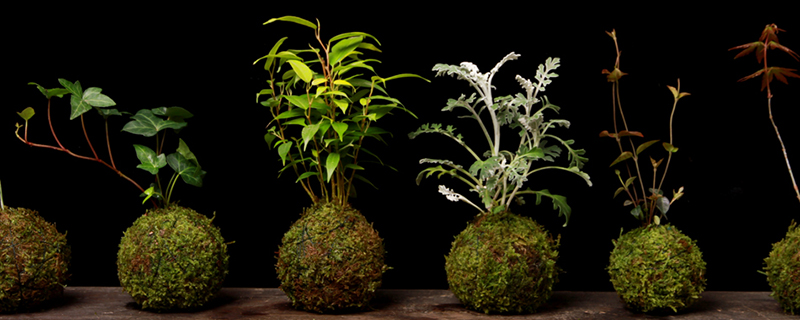 苔玉盆景如何制作