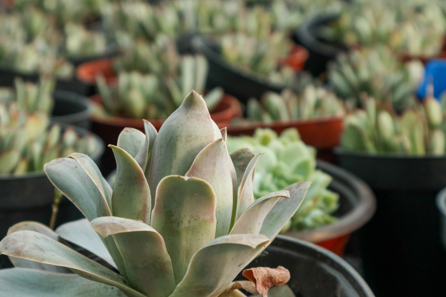 夏季多肉吊着养，分分钟爆盆成瀑布，比露养还强！